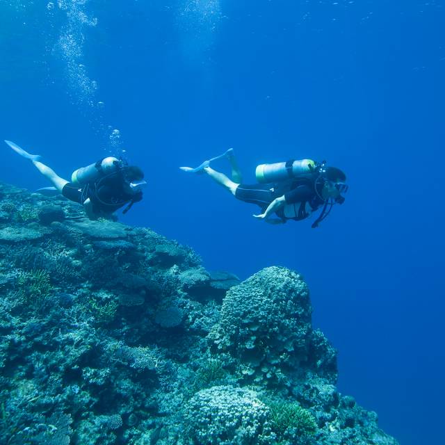 Tour diving
