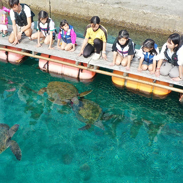 Sea turtle class