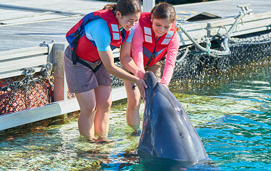 Dolphin Encounter S (Swim Plus)