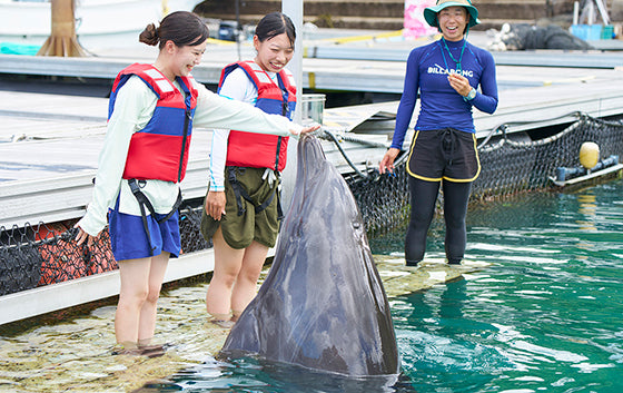 Dolphin Encounter S (Swim Plus)
