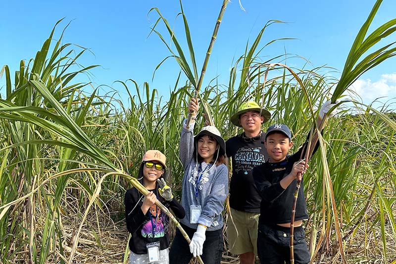 【宿泊者限定・事前予約】さとうきび収穫体験＆黒糖作り