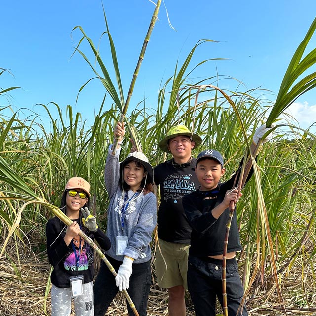 さとうきび収穫体験＆黒糖作り