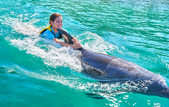 ドルフィンエンカウンター S(スイムプラス)