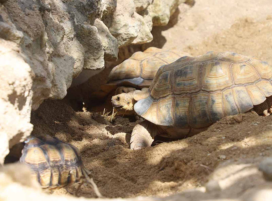 画像：リクガメと出会える