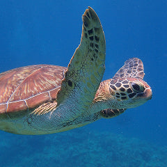 アオウミガメ