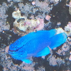 ルリスズメダイ