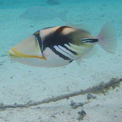 ムラサメモンガラ