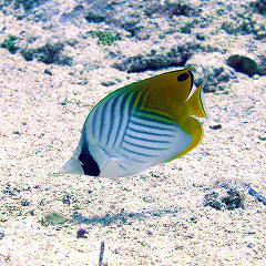 トゲチョウチョウウオ