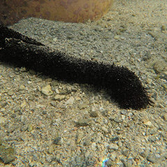 ニセクロナマコ