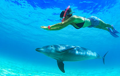 Dolphin Ocean Adventure