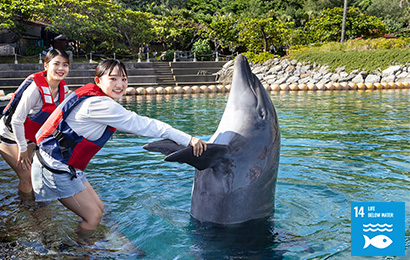 Dolphin Encounter ƒ