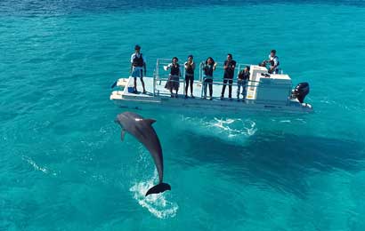 Dolphin ocean jump